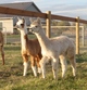 alpaca for sale