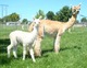 alpaca for sale