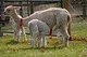 alpaca for sale