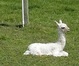 alpaca for sale