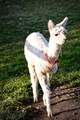 alpaca for sale