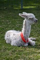 alpaca for sale