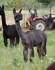 alpaca for sale