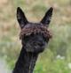 alpaca for sale