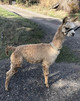 alpaca for sale