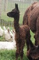 alpaca for sale