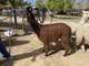 alpaca for sale