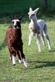 alpaca for sale