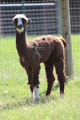 alpaca for sale