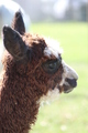 alpaca for sale