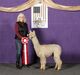 alpaca for sale