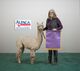 alpaca for sale