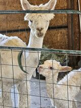 alpaca for sale