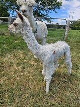 alpaca for sale