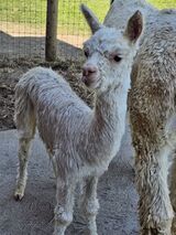 alpaca for sale