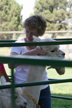 Camelidynamics Handling / Herd Health