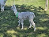 alpaca for sale