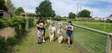 Leading alpacas!