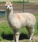 2010 female cria