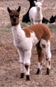 2015 cria