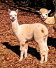 2015 cria GziGzi