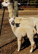 Mom and 2015 fall cria GziGzi