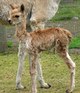 Rogue's 1st cria!