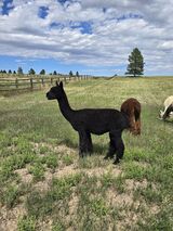 alpaca for sale