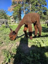 alpaca for sale