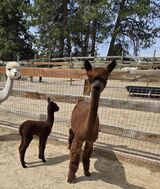 alpaca for sale