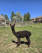 2nd cria Hercules