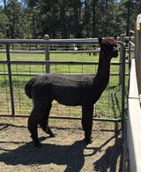 alpaca for sale