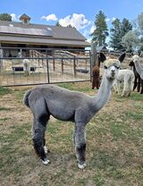 alpaca for sale