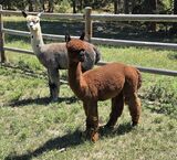 alpaca for sale