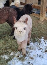 alpaca for sale