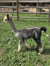 alpaca for sale