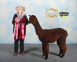 alpaca for sale