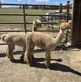 alpaca for sale