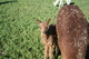 Betty's last cria, female Antonia