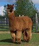 Super Sire: 2002 Peruvian Lord Stanley