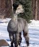 08 Grey Female - Bellissima - JUST HAD FIRST CRIA: Silver Grey FEMALE!!!