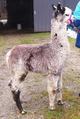 2011 ELITE GREY FEMALE CRIA