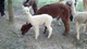 First Cria 