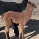 Indy's female cria Dazzlin 2013