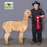 alpaca for sale