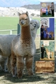 alpaca for sale