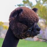 alpaca for sale