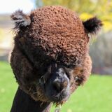 alpaca for sale