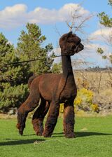 alpaca for sale