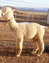 alpaca for sale